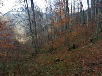 Grundstück kaufen in 3295 Nestelberg