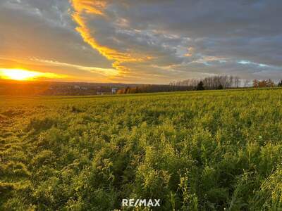 Einfamilienhaus kaufen in 4782 St. Florian