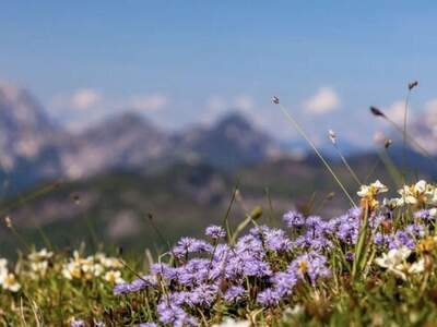 Grundstück kaufen in 9565 Ebene Reichenau (Bild 1)
