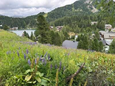 Grundstück kaufen in 9565 Turracherhöhe