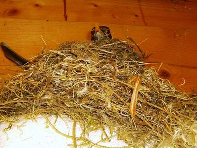 Haus mit Garten kaufen in 3812 Groß (Bild 3)