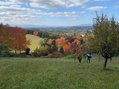 Grundstück kaufen in 7435 Unterkohlstätten (Bild 2)
