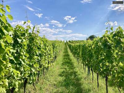 Haus kaufen in 7474 Eisenberg (Bild 3)