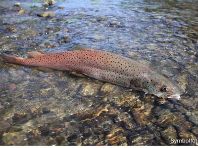 Gewerbeobjekt kaufen in 9611 Nötsch