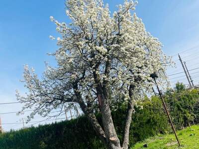 Grundstück kaufen in 1210 Wien (Bild 2)