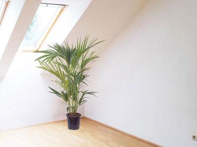 Etagenwohnung provisionsfrei kaufen in 8051 Graz