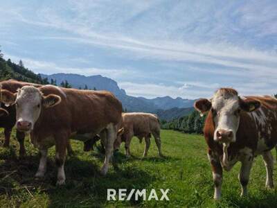Gewerbeobjekt kaufen in 4563 Micheldorf