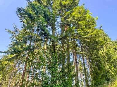 Gewerbeobjekt kaufen in 4656 Kirchham