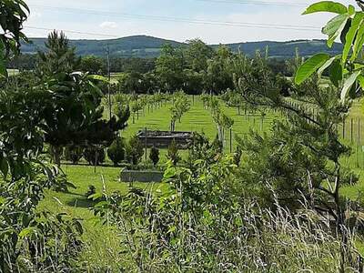 Gewerbeobjekt kaufen in 7064 Oslip (Bild 5)