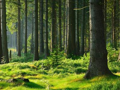 Gewerbeobjekt kaufen in 8614 Pernegg