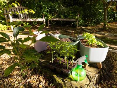 Wohnung mieten in 9100 Völkermarkt (Bild 2)