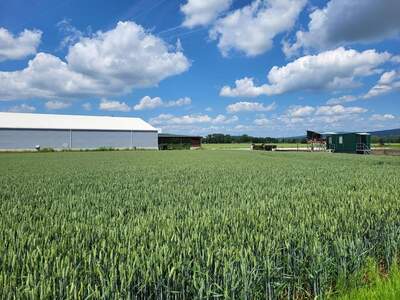 Grundstück mieten in 4063 Hörsching