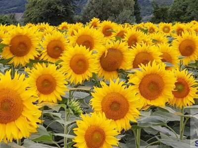 Haus kaufen in 4901 Ottnang