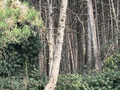 Gewerbeobjekt kaufen in 33054 Lignano Pineta (Bild 4)