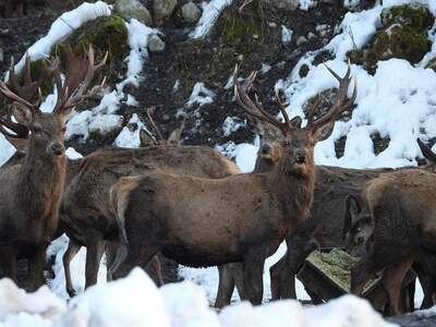 Gewerbeobjekt mieten in 8934 Altenmarkt