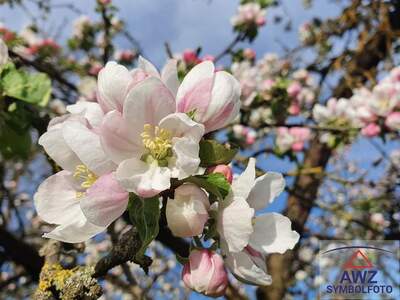 Grundstück kaufen in 8280 Fürstenfeld