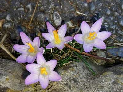 Mietwohnung in 8600 Bruck an der Mur