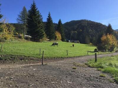 Grundstück kaufen in 8636 Seewiesen (Bild 4)