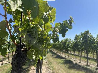 Gewerbeobjekt kaufen in 3492 Engabrunn (Bild 4)