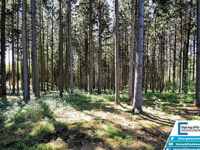 Gewerbeobjekt kaufen in 4761 Enzenkirchen (Bild 3)