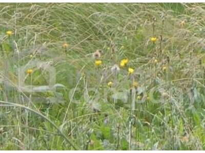 Grundstück kaufen in 1220 Wien