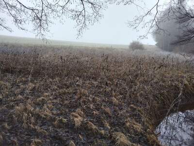 Teich- und Fischwirtschaft kaufen in 3902 Vitis (Bild 4)