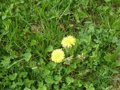 Grundstück kaufen in 4701 Bad Schallerbach