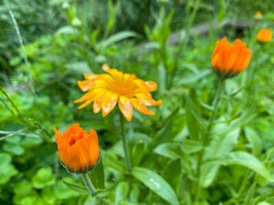 Haus kaufen in 3021 Pressbaum (Bild 5)