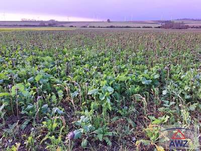 Gewerbeobjekt kaufen in 2464 Bezirk Bruck an der Leitha