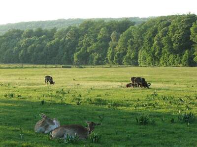 Anlageobjekt kaufen in 1140 Wien