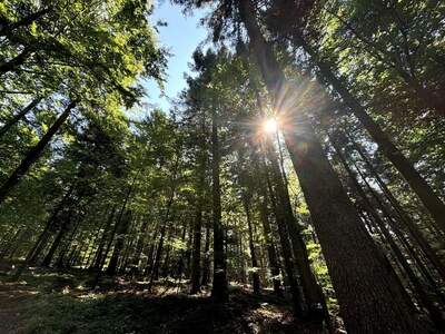 Gewerbeobjekt kaufen in 4141 Pfarrkirchen