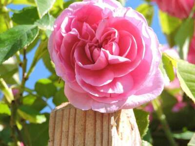 Mietwohnung in 8403 Lebring