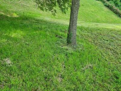 Grundstück kaufen in 4111 Walding (Bild 3)