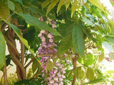 Haus mit Garten kaufen in 3812 Groß (Bild 5)