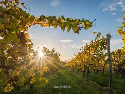 Gewerbeobjekt kaufen in 7122 Gols