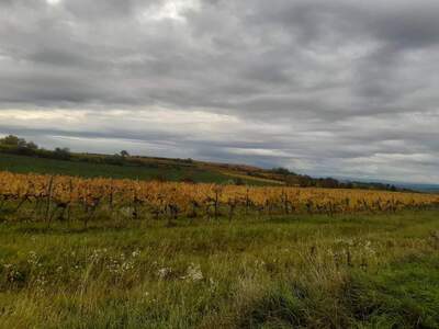 Gewerbeobjekt kaufen in 3550 Langenlois