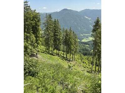 Grundstück kaufen in 8850 Murau