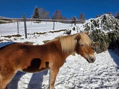 Gewerbeobjekt kaufen in 9433 Burgstall