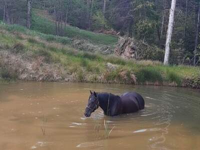 Gewerbeobjekt kaufen in 8510 Stainz (Bild 1)