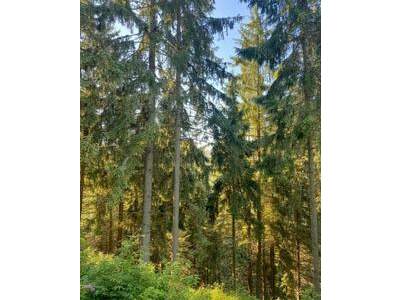 Grundstück kaufen in 8772 Timmersdorf