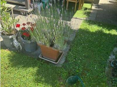 Einfamilienhaus kaufen in 2521 Trumau (Bild 5)