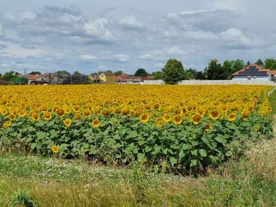 Grundstück kaufen in 7162 Tadten (Bild 1)