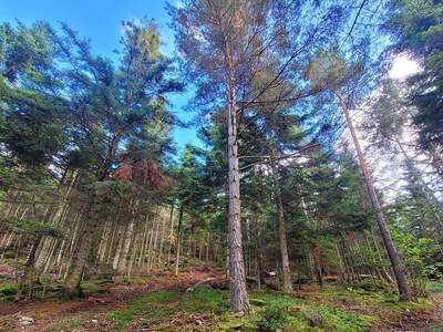 Jagd- und Forstwirtschaft kaufen in 3650 Pöggstall (Bild 2)