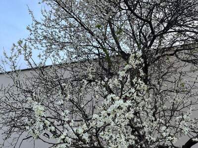 Grundstück kaufen in 3433 Königstetten (Bild 3)