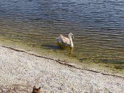 Haus kaufen in 7100 Neusiedl