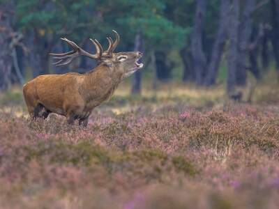 Gewerbeobjekt kaufen in 2082 Merkersdorf