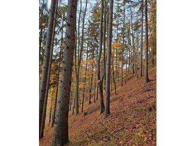 Grundstück kaufen in 8102 Rechberg