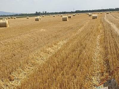 Gewerbeobjekt mieten in 2253 Weikendorf (Bild 1)