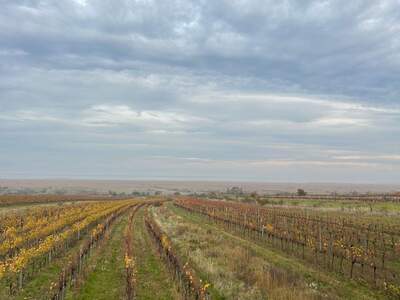Gewerbeobjekt mieten in 7072 Mörbisch (Bild 2)