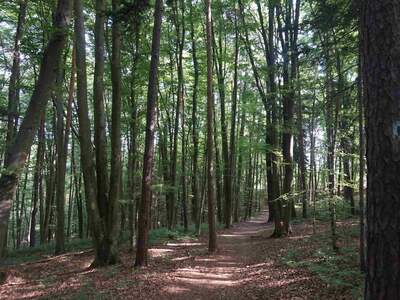 Gewerbeobjekt kaufen in 8282 Bad Loipersdorf (Bild 1)